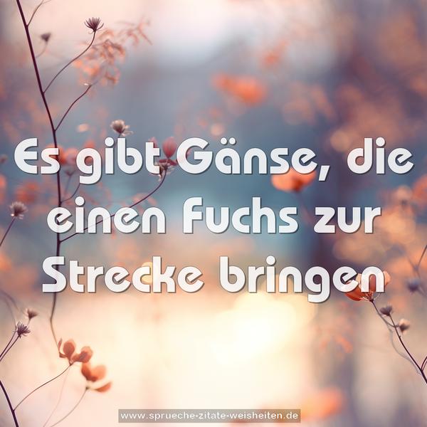 Es gibt Gänse, die einen Fuchs zur Strecke bringen