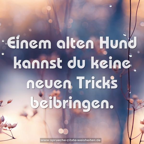 Einem alten Hund kannst du keine neuen Tricks beibringen.