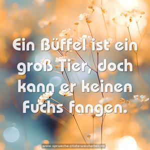Ein Büffel ist ein groß Tier,
doch kann er keinen Fuchs fangen.