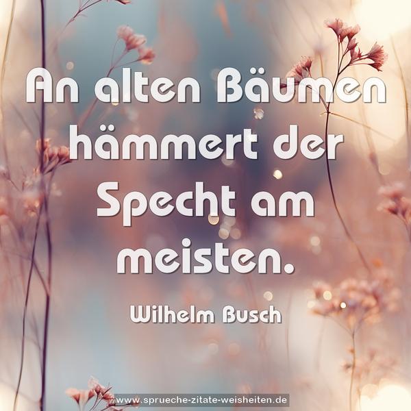 An alten Bäumen hämmert der Specht am meisten.