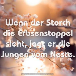 Wenn der Storch die Erbsenstoppel sieht, jagt er die Jungen vom Neste.