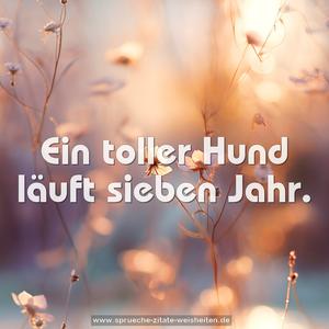 Ein toller Hund läuft sieben Jahr.
