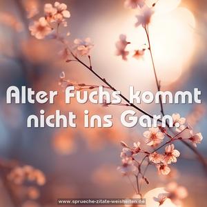 Alter Fuchs kommt nicht ins Garn.