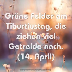 Grüne Felder am Tiburtiustag,
die ziehen viel Getreide nach.
(14. April)