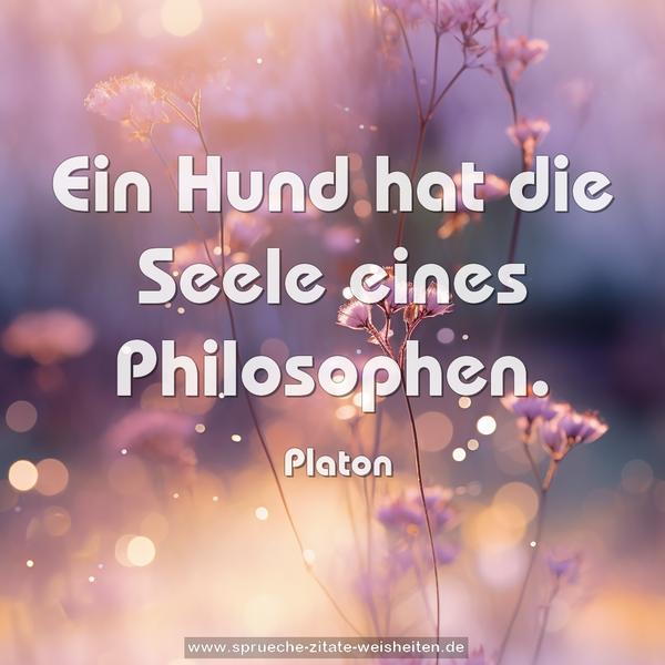 Ein Hund hat die Seele eines Philosophen.