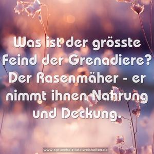 Was ist der grösste Feind der Grenadiere?
Der Rasenmäher - er nimmt ihnen Nahrung und Deckung.
