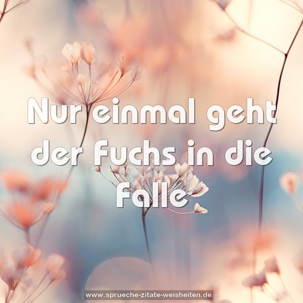 Nur einmal geht der Fuchs in die Falle